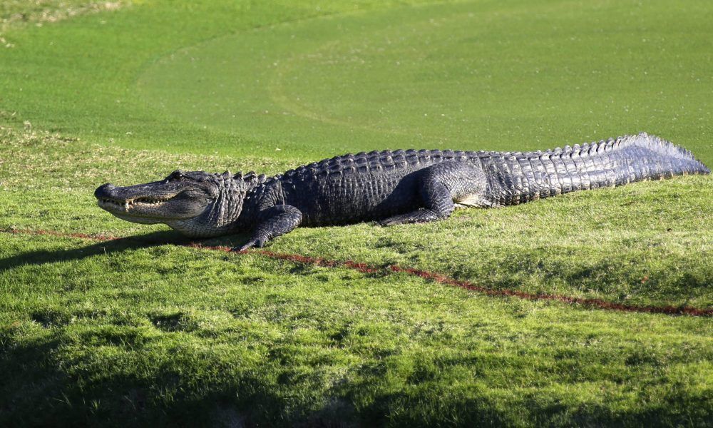 Aligátoři na golfových hřištích. V Americe nic neobvyklého