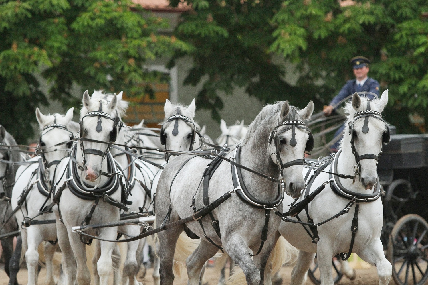 V Národním hřebčíně v Kladrubech nad Labem dvakrát v sedle - na kole i na koni